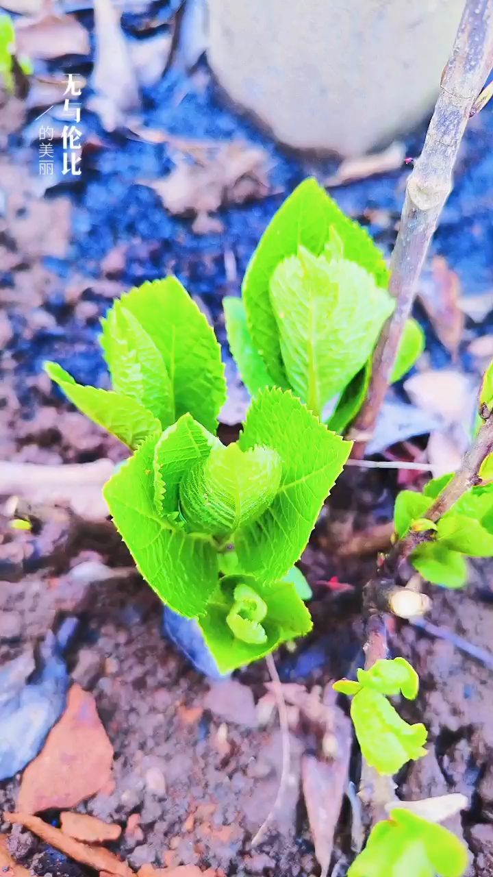 關于小草的奇妙世界，探索最新地址的無限可能